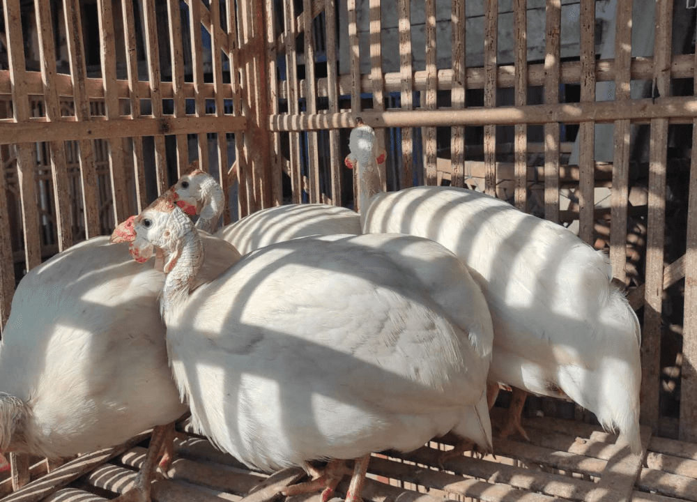 7 Cara Mudah Merawat Ayam Mutiara | Simak Penjelasannya