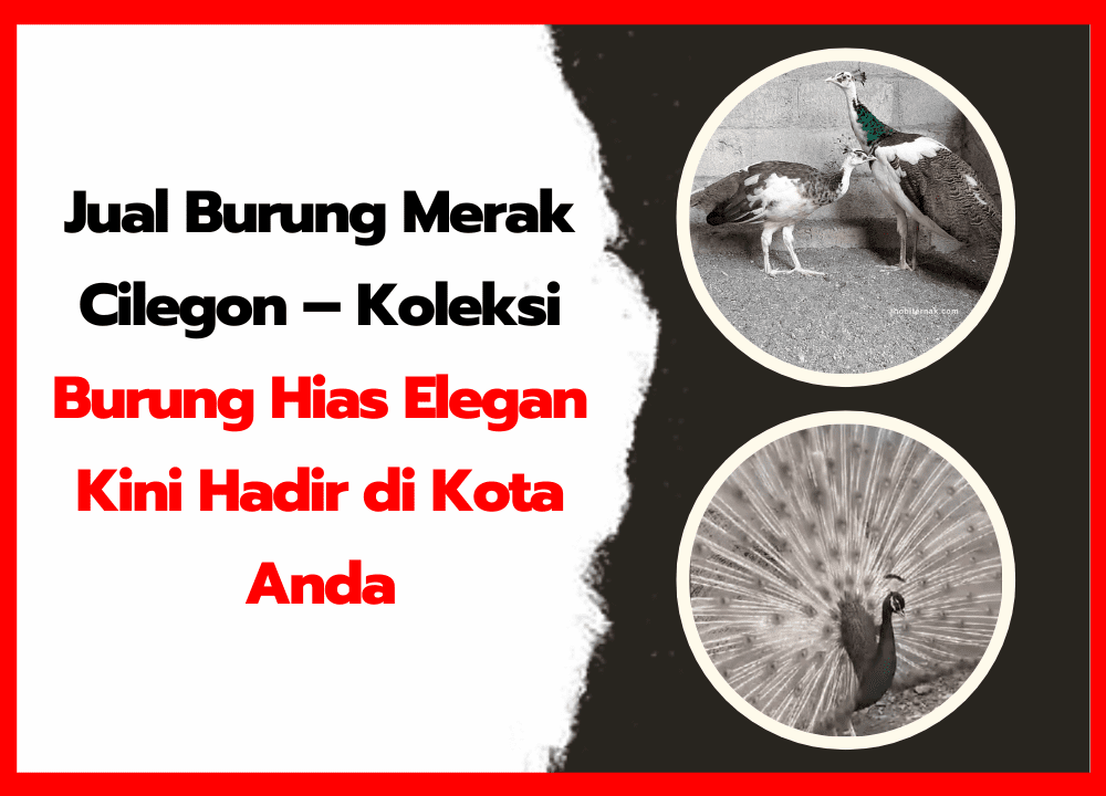 Jual Burung Merak Cilegon – Koleksi Burung Hias Elegan Kini Hadir di Kota Anda