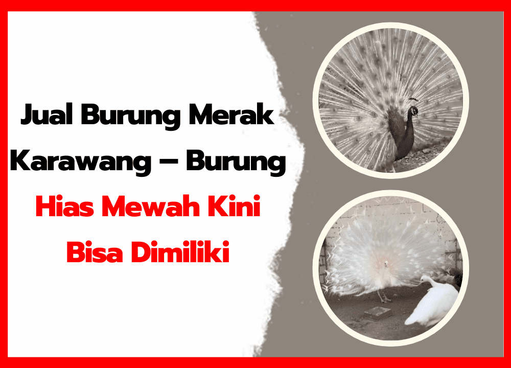 Jual Burung Merak Karawang – Burung Hias Mewah Kini Bisa Dimiliki