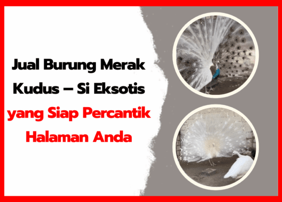 Jual Burung Merak Kudus – Si Eksotis yang Siap Percantik Halaman Anda