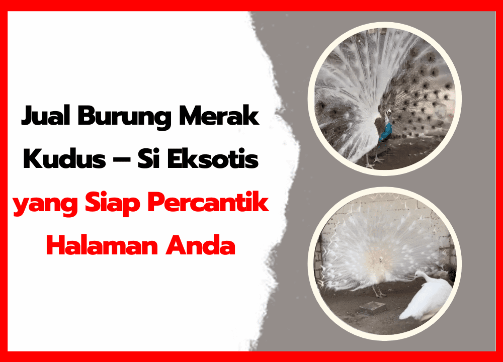 Jual Burung Merak Kudus – Si Eksotis yang Siap Percantik Halaman Anda