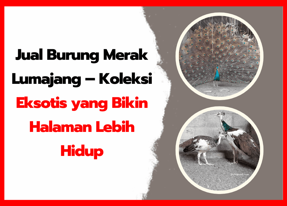 Jual Burung Merak Lumajang – Koleksi Eksotis yang Bikin Halaman Lebih Hidup