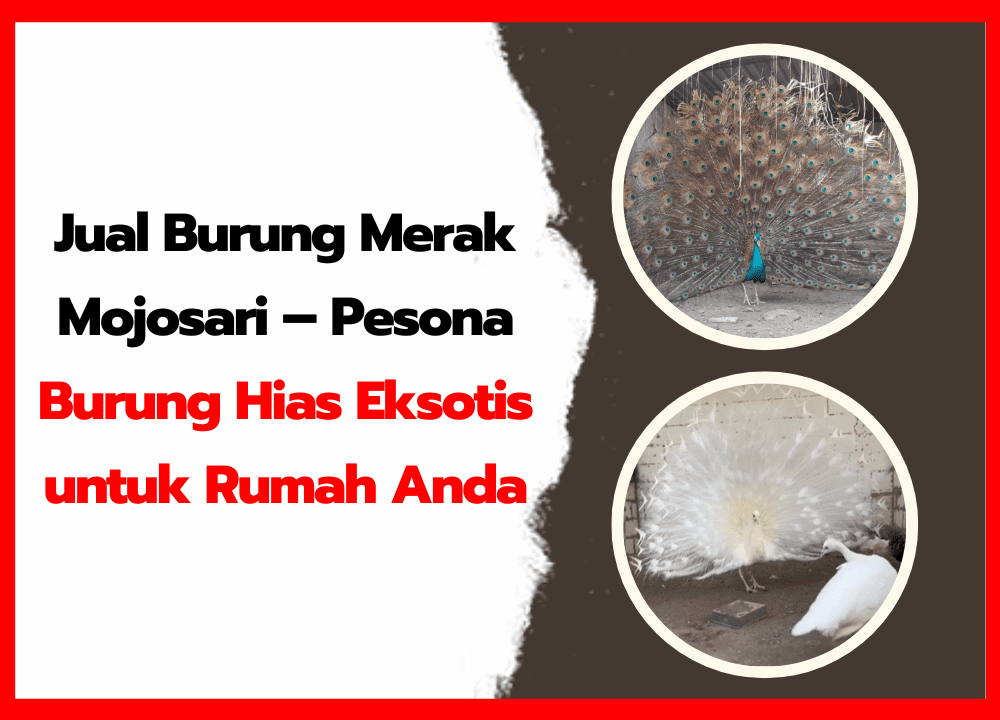 Jual Burung Merak Mojosari – Pesona Burung Hias Eksotis untuk Rumah Anda
