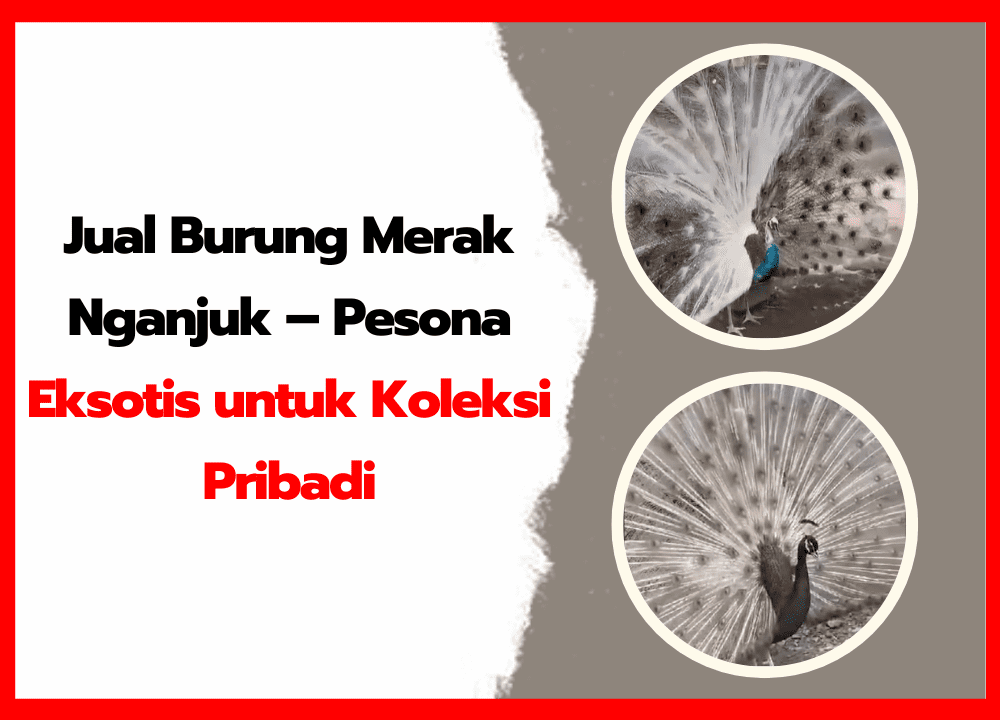 Jual Burung Merak Nganjuk – Pesona Eksotis untuk Koleksi Pribadi