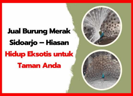 Jual Burung Merak Sidoarjo – Hiasan Hidup Eksotis untuk Taman Anda