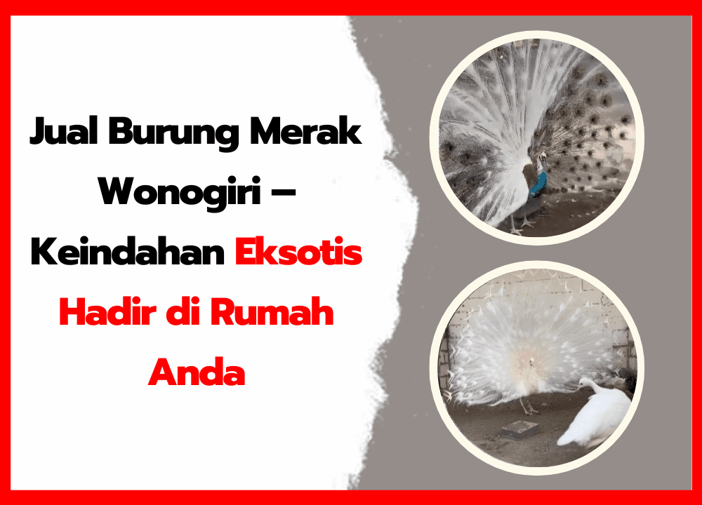 Jual Burung Merak Wonogiri – Keindahan Eksotis Hadir di Rumah Anda