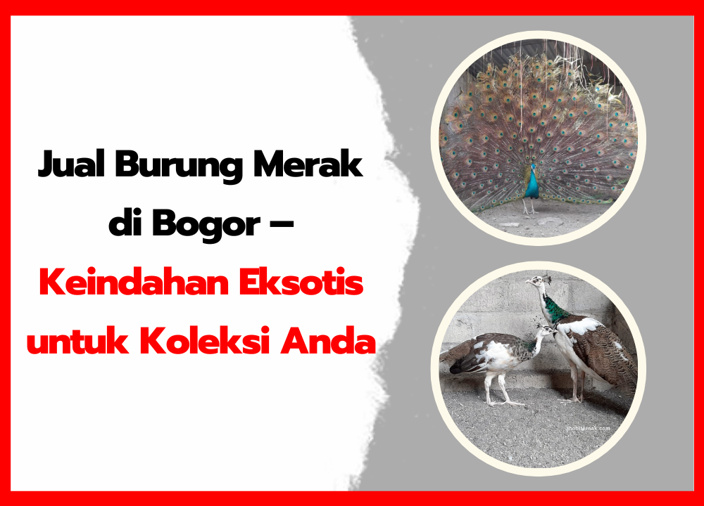 Jual Burung Merak di Bogor – Keindahan Eksotis untuk Koleksi Anda