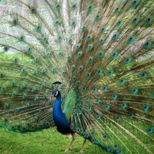Merak Biru