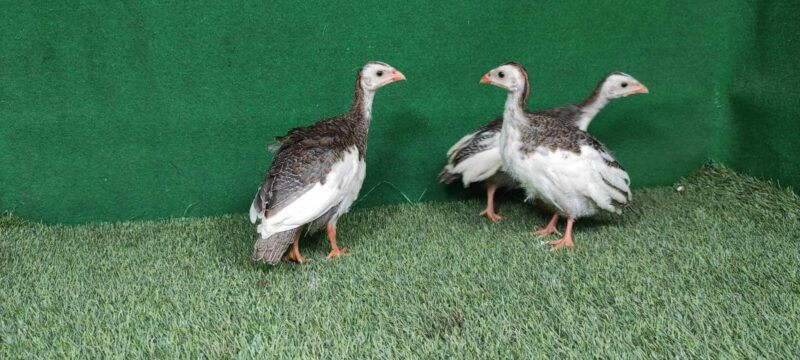 anakan ayam mutiara