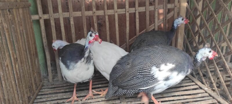 Pembuatan kandang yang tepat akan membuat tumbuh kembang ayam mutiara menjadi lebih bagus.