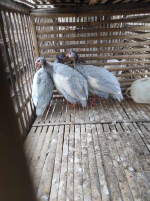 Merawat Ayam Mutiara dari Anakan sampai Indukan 