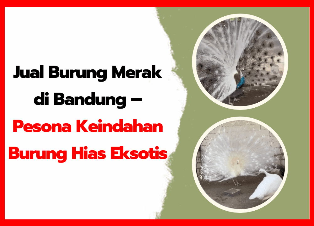 Jual Burung Merak di Bandung – Pesona Keindahan Burung Hias Eksotis