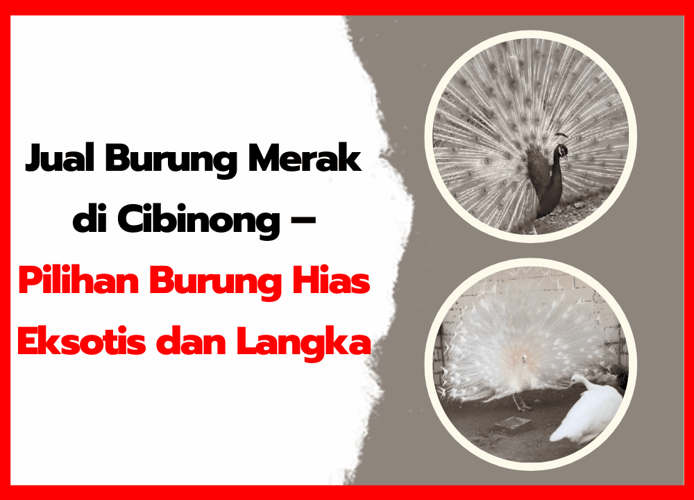 Jual Burung Merak di Cibinong – Pilihan Burung Hias Eksotis dan Langka