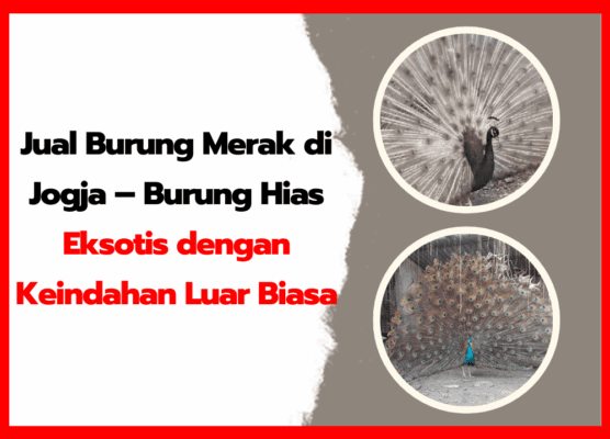 Jual Burung Merak di Jogja – Burung Hias Eksotis dengan Keindahan Luar Biasa