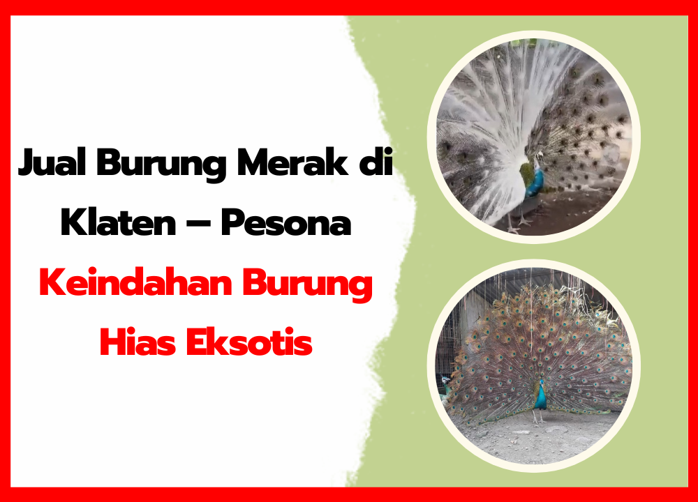 Jual Burung Merak di Klaten – Pesona Keindahan Burung Hias Eksotis