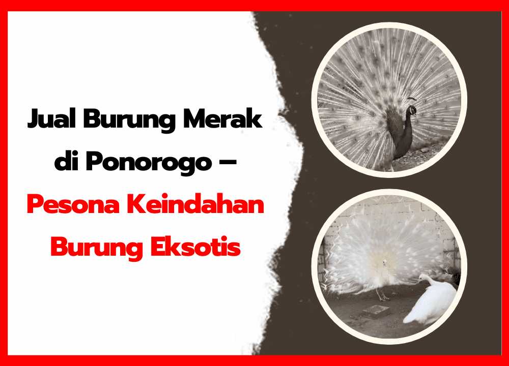 Jual Burung Merak di Ponorogo – Pesona Keindahan Burung Eksotis