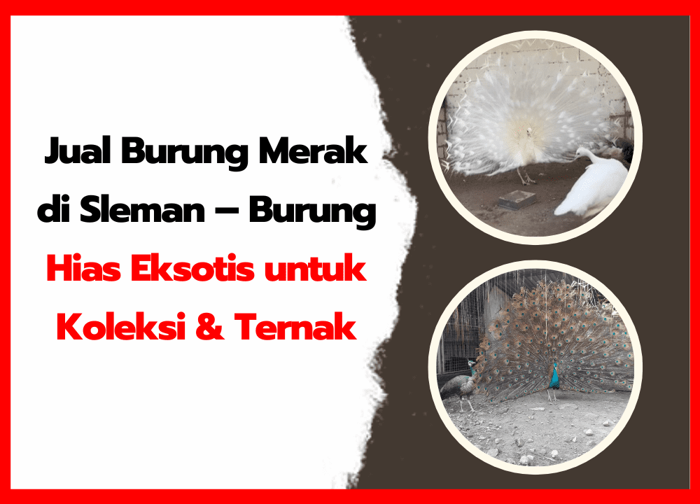 Jual Burung Merak di Sleman – Burung Hias Eksotis untuk Koleksi & Ternak