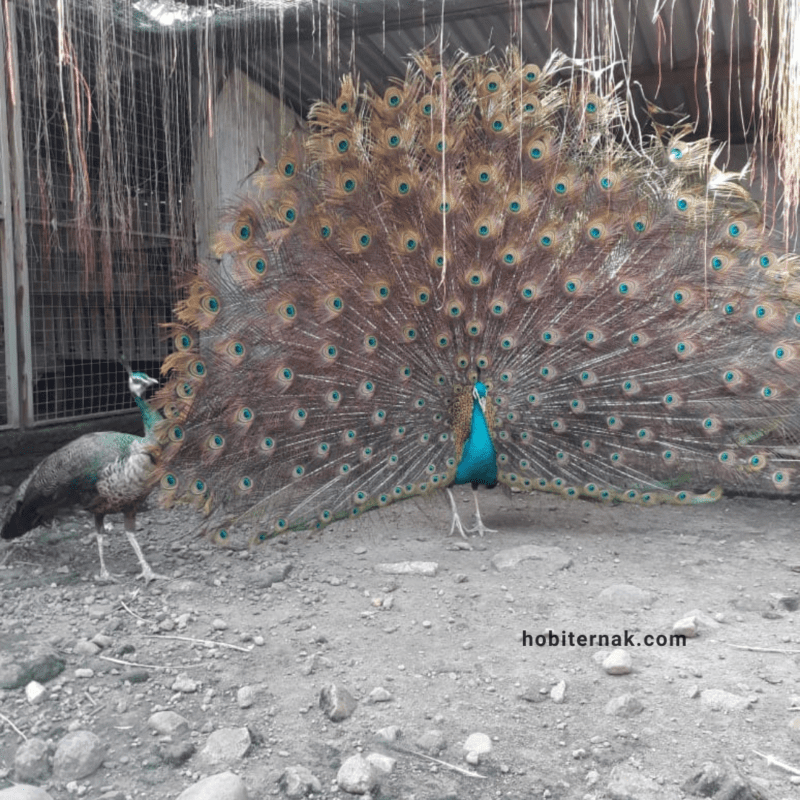 Merak Biru yang anggun menampilkan ekornya yang megah, memancarkan warna cerah dan pola yang memukau. | image 2