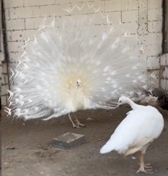 Burung merak dengan bulu indah dan ekor mengembang, siap kirim untuk kolektor dan pecinta burung hias di Sleman! | image 1