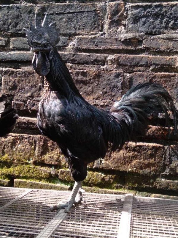 Jual Ayam Cemani/ Ayam Hitam