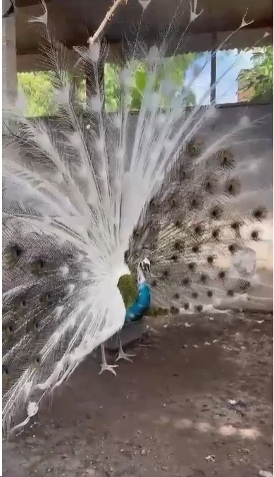 Burung merak dengan ekor indah yang mengembang, siap mempercantik koleksi Anda. | image 1