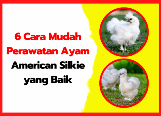 6 Cara Mudah Perawatan Ayam American Silkie yang Baik