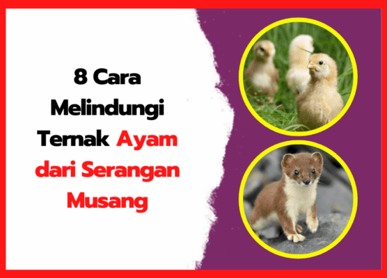8 Cara Melindungi Ternak Ayam dari Serangan Musang
