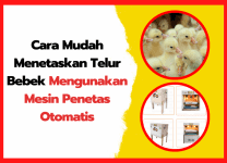 Cara Mudah Menetaskan Telur Bebek Mengunakan Mesin Penetas Otomatis
