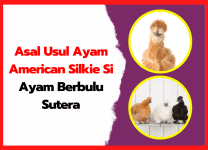 Asal Usul Ayam American Silkie Si Ayam Berbulu Sutera Asal Usul Ayam American Silkie Si Ayam Berbulu Sutera | thumnail