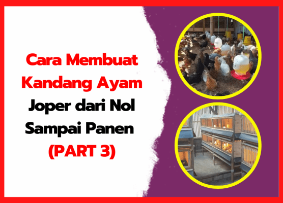 Cara Membuat Kandang Ayam Joper dari Nol Sampai Panen (PART 3) | thumnail