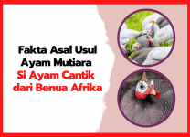 Fakta Asal Usul Ayam Mutiara Si Ayam Cantik dari Benua Afrika Fakta Asal Usul Ayam Mutiara Si Ayam Cantik dari Benua Afrika | thumnail