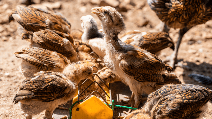 9 Jenis Pakan Alternatif Ayam Joper yang Berkualitas