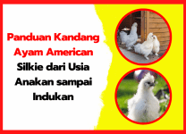 Panduan Kandang Ayam American Silkie dari Usia Anakan sampai Indukan | thumnail