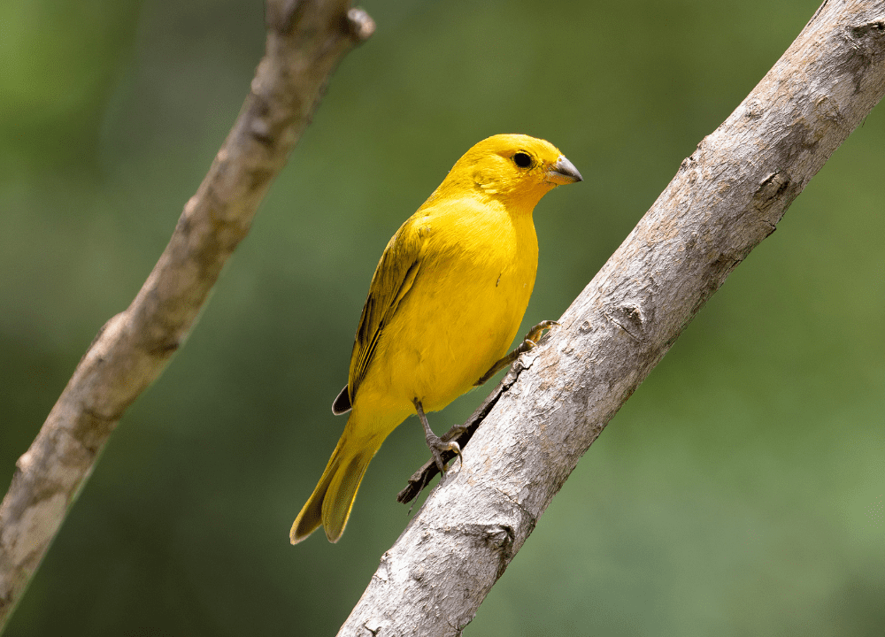 3 Tips Merawat Burung Kenari yang Sedang Mengeram 3 Tips Merawat Burung Kenari yang Sedang Mengeram
