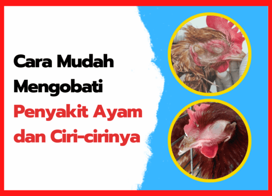 Cara Mudah Mengobati Penyakit Ayam & Ciri-cirinya