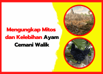 Mengungkap Mitos dan Kelebihan Ayam Cemani Walik Mengungkap Mitos dan Kelebihan Ayam Cemani Walik | thumnail