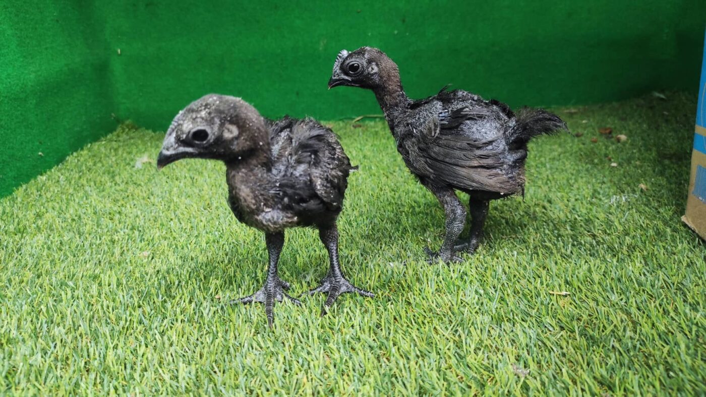 Anakan ayam cemani dengan ciri warna hitam khas sejak kecil.