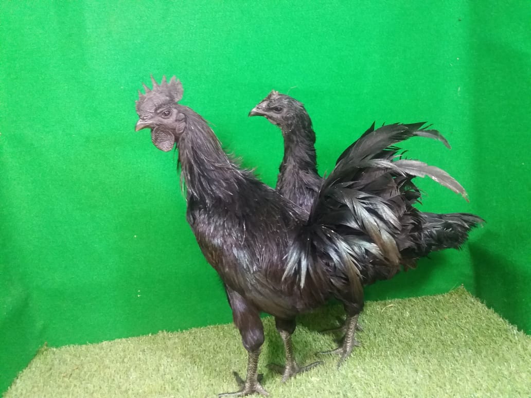 Ayam Cemani saat ini banyak diternakkan untuk dijadikan sebagai hewan hias untuk penghobi ayam hias