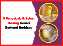 5 Penyebab & Solusi Burung Kenari Berhenti Berkicau 5 Penyebab & Solusi Burung Kenari Berhenti Berkicau | thumnail