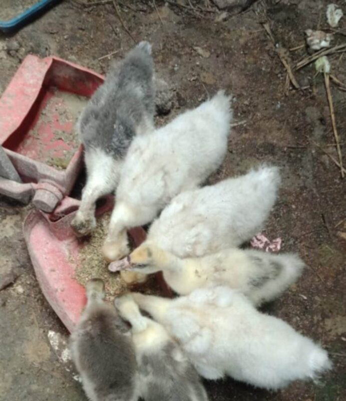 Pemberian pakan yang berkualitas & bergizi tinggi dapat meningkatkan kesehatan angsa