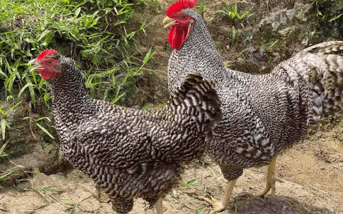 cara mudah membudidayakan ayam barred rock