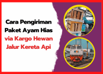 Cara Pengiriman Paket Ayam Hias via Kargo Hewan Jalur Kereta Api