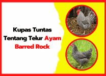 Yuk Ternak Call Duck Si Bebek Sultan yang Sedang Hits di Medsos (1)
