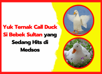 Yuk Ternak Call Duck Si Bebek Sultan yang Sedang Hits di Medsos | thumnail