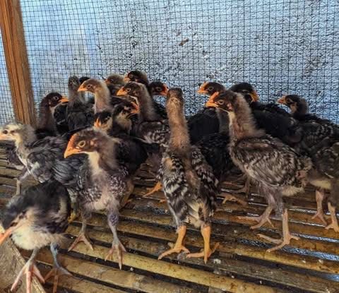 barred rock usia 1 bulan