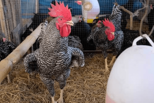 Ayam barred rock cocok dijadikan hewan peternak karena prodktivtas telur yang tinggi dan perawatan yang cukup mudah