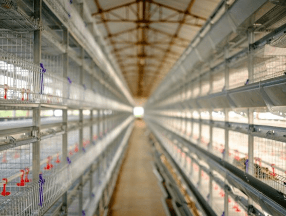 Kandang yang bersih dan nyaman untuk ayam