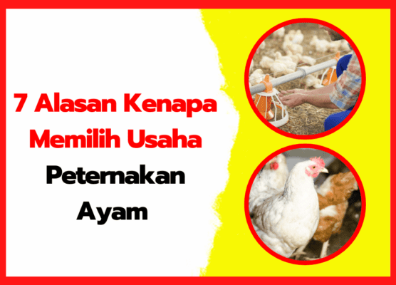7 Alasan Kenapa Memilih Usaha Peternakan Ayam