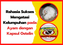Rahasia Sukses Mengatasi Kelumpuhan pada Ayam dengan Kapsul Ostelin