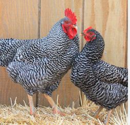 Ayam Barred Rock
